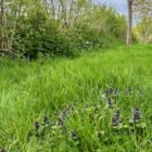 Bugle grassland