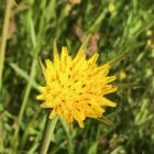 Goats beard