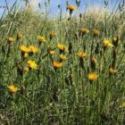 Goats beard grassland