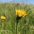 Goats beard