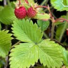 Alpine strawberry