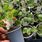 Alpine strawberry 9cm pot