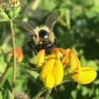 Birdsfoot trefoil bee