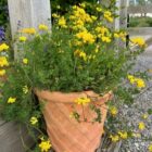 Birdsfoot trefoil container