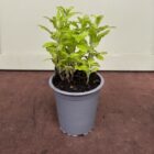 Common fleabane 9cm pot