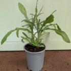 Cornflower 9cm pot