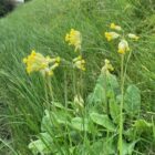 Cowslip