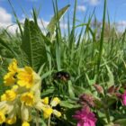 Cowslip bee