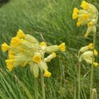 Cowslip grassland