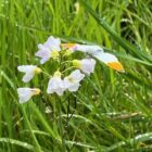 Cuckoo flower orange tip butterfly