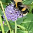 Devils bit scabious bee