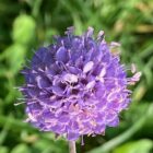 Devils bit scabious flower