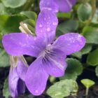 Dog violet