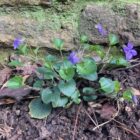 Dog violet border