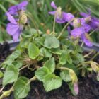 Dog violet woodland