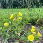 Evening primrose gravel garden