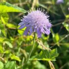 Field scabious flower