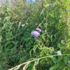 Field scabious grassland