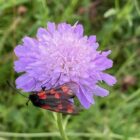 Field scabious moth