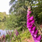 Foxglove