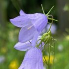 Harebell