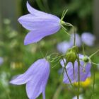 Harebell