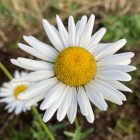 Ox eye daisy flower