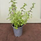 Pennyroyal 9cm pot