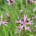 Ragged robin flower