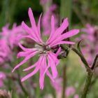 Ragged robin single flower