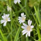 Stitchwort