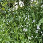 Stitchwort hedgerow