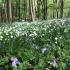 Stitchwort woodland