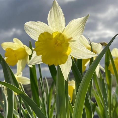 Wild daffodil flower