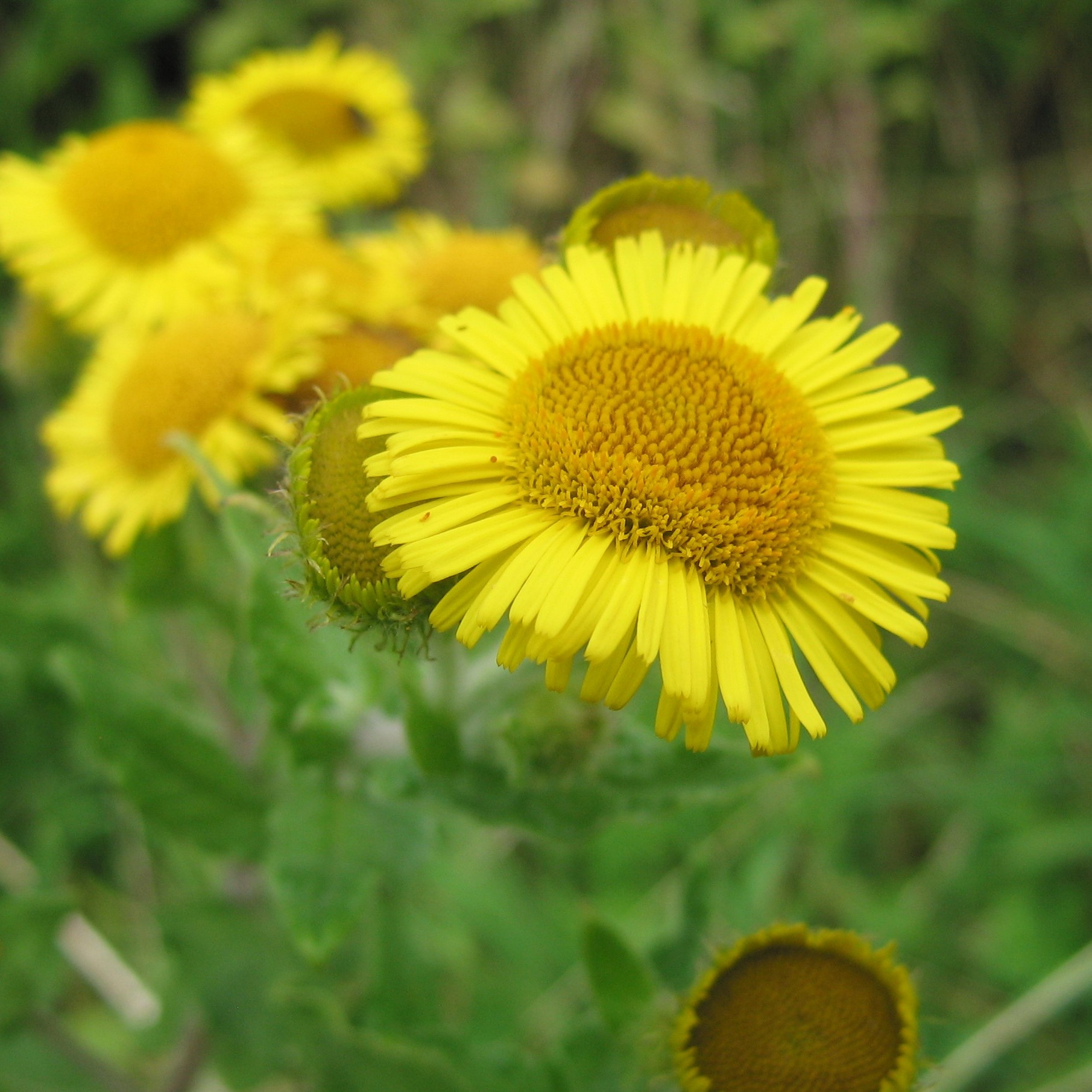 common-fleabane-pulicaria-dysenterica-for-pond-edge-or-stream