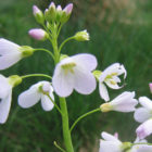 cuckoo-flower