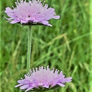 field scabious flower