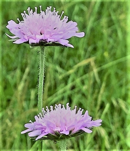 field scabious flower