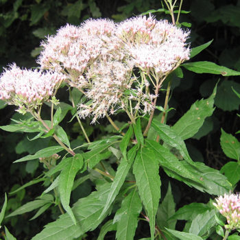 Hemp agrimony (Eupatorium cannabinum) a wildflower for Autumn.