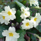 Wild primrose