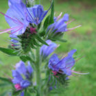 vipers bugloss