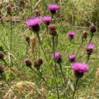 Common knapweed