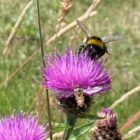 Common knapweed bee