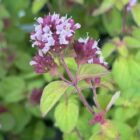 Marjoram flower