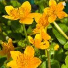 Marsh marigold