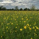 Meadow buttercup field