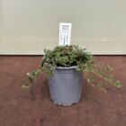 Rock rose 9cm pot