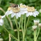 Sneezewort