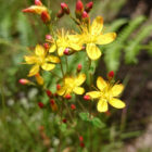 St-Johns-wort