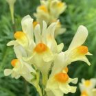 Toadflax flower